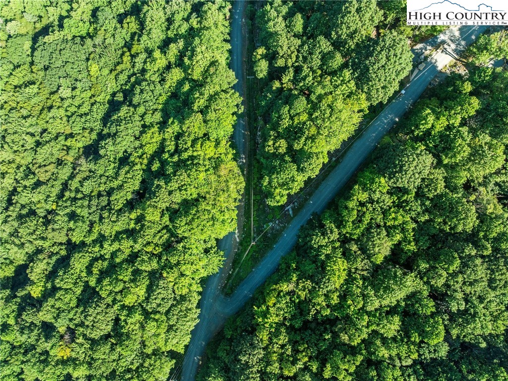 303 Locust Ridge Road Beech Mountain, NC 28604 - Photo 6 of 26 a close up of a plant in a garden