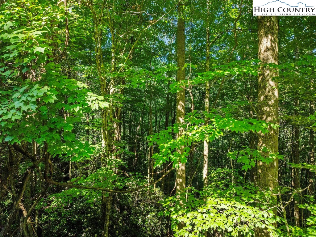 303 Locust Ridge Road Beech Mountain, NC 28604 - Photo 8 of 26 a view of a lush green forest