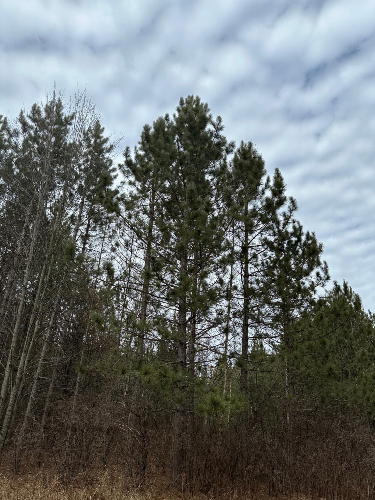 On Prairie Rapids Road Tomahawk, WI 54487 - Photo 1 of 1 Gallery Image 1