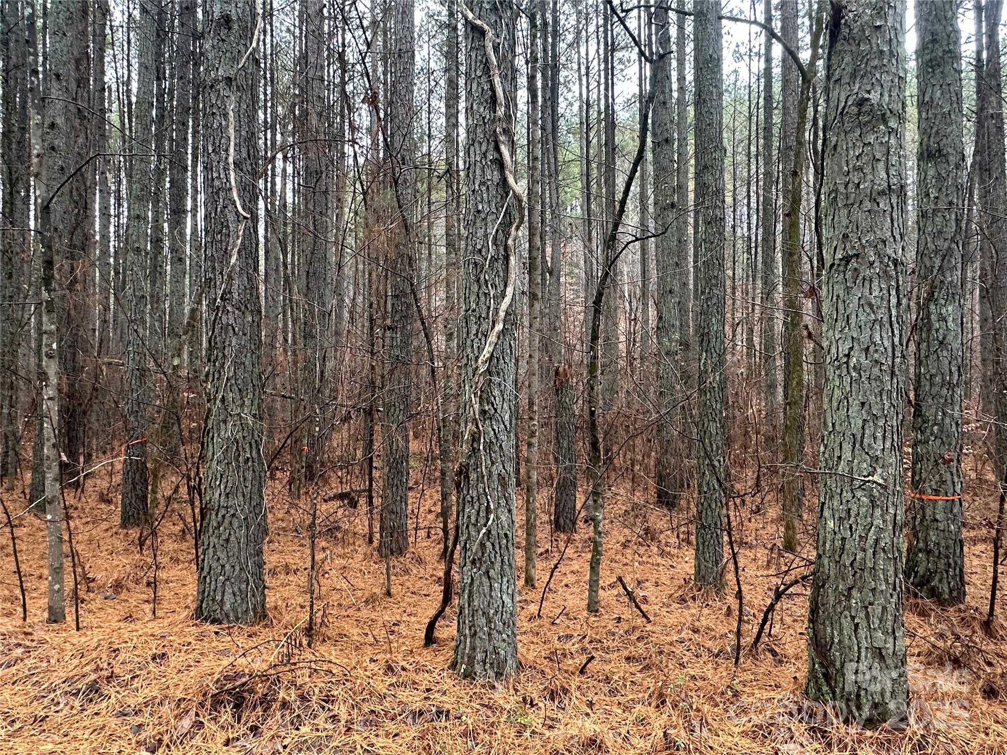 a view of outdoor space with lots of trees