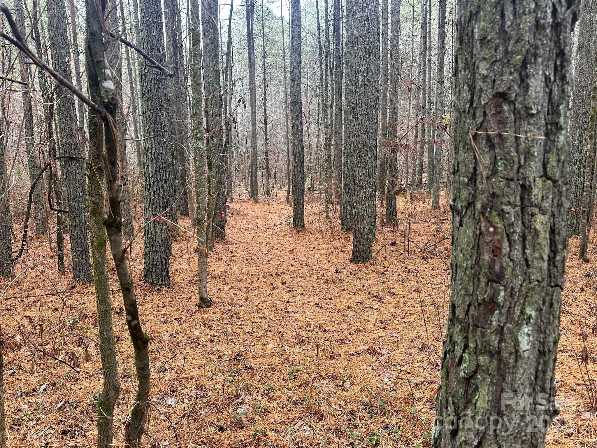 0 Frog Creek Road Rutherfordton, NC 28139 - Photo 2 of 7 a view of outdoor space with sliding door