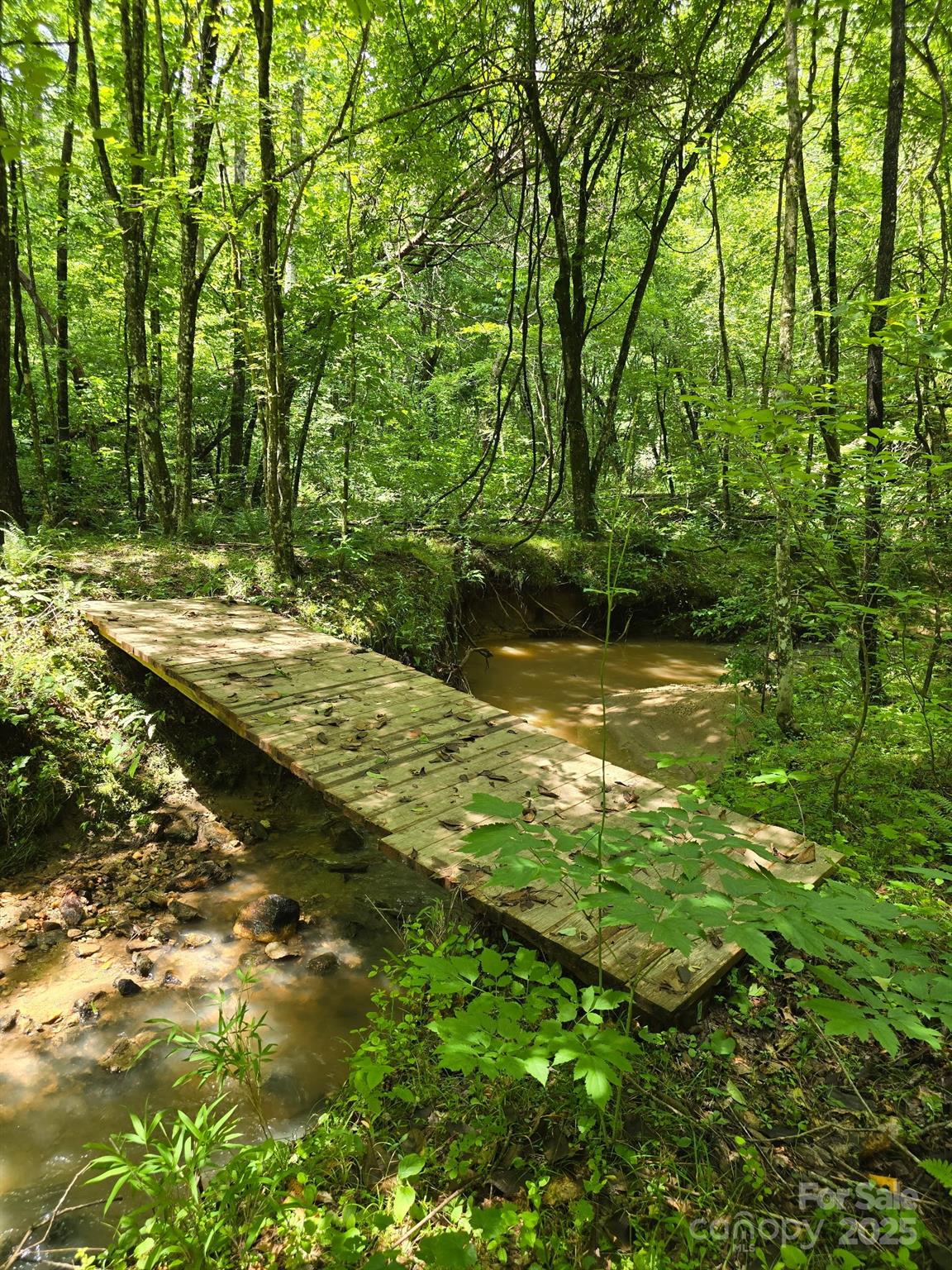 0 Frog Creek Road Rutherfordton, NC 28139 - Photo 3 of 7 a view of a large tree in a yard