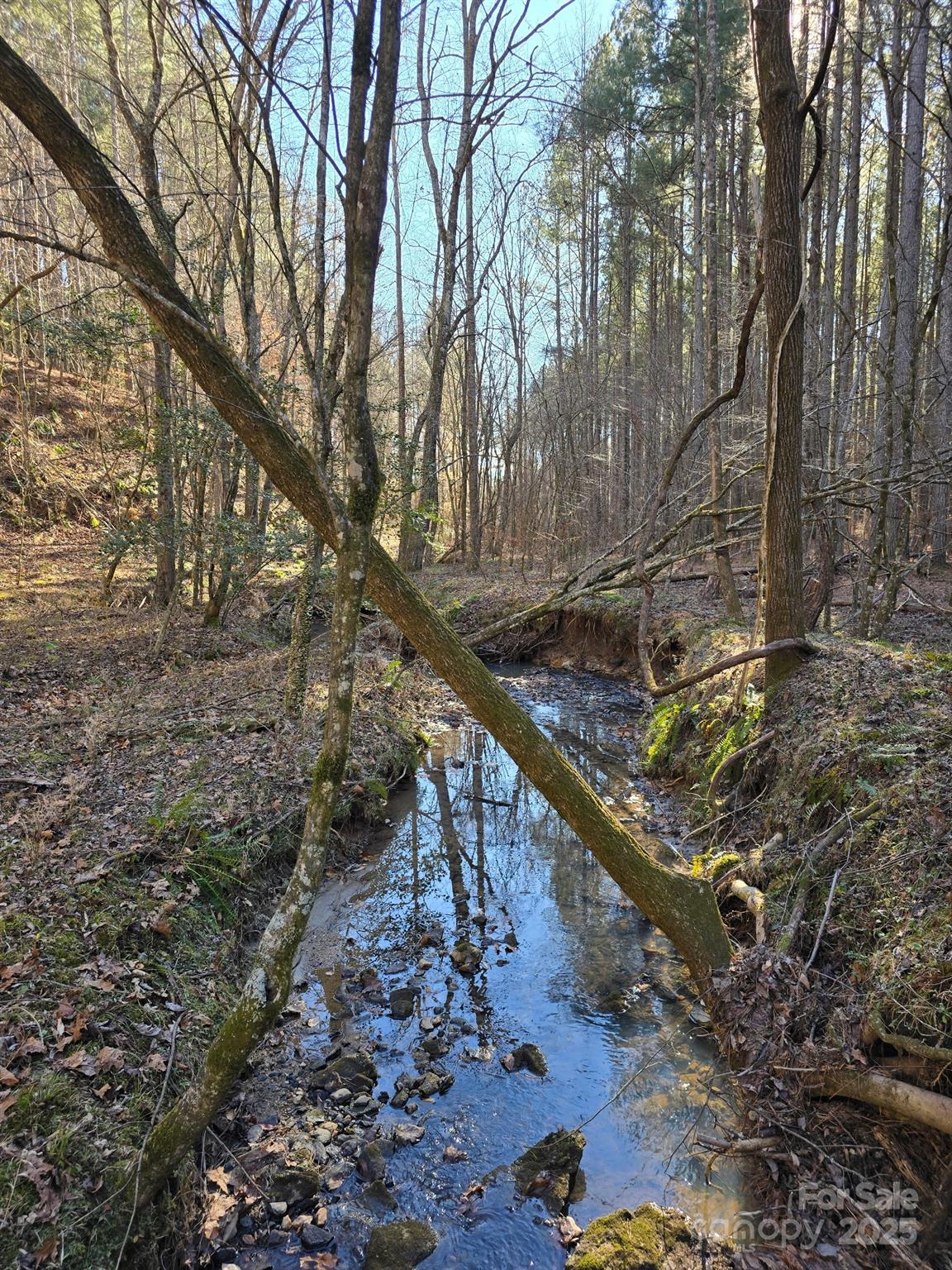 0 Frog Creek Road Rutherfordton, NC 28139 - Photo 4 of 7 a view of a yard with a tree