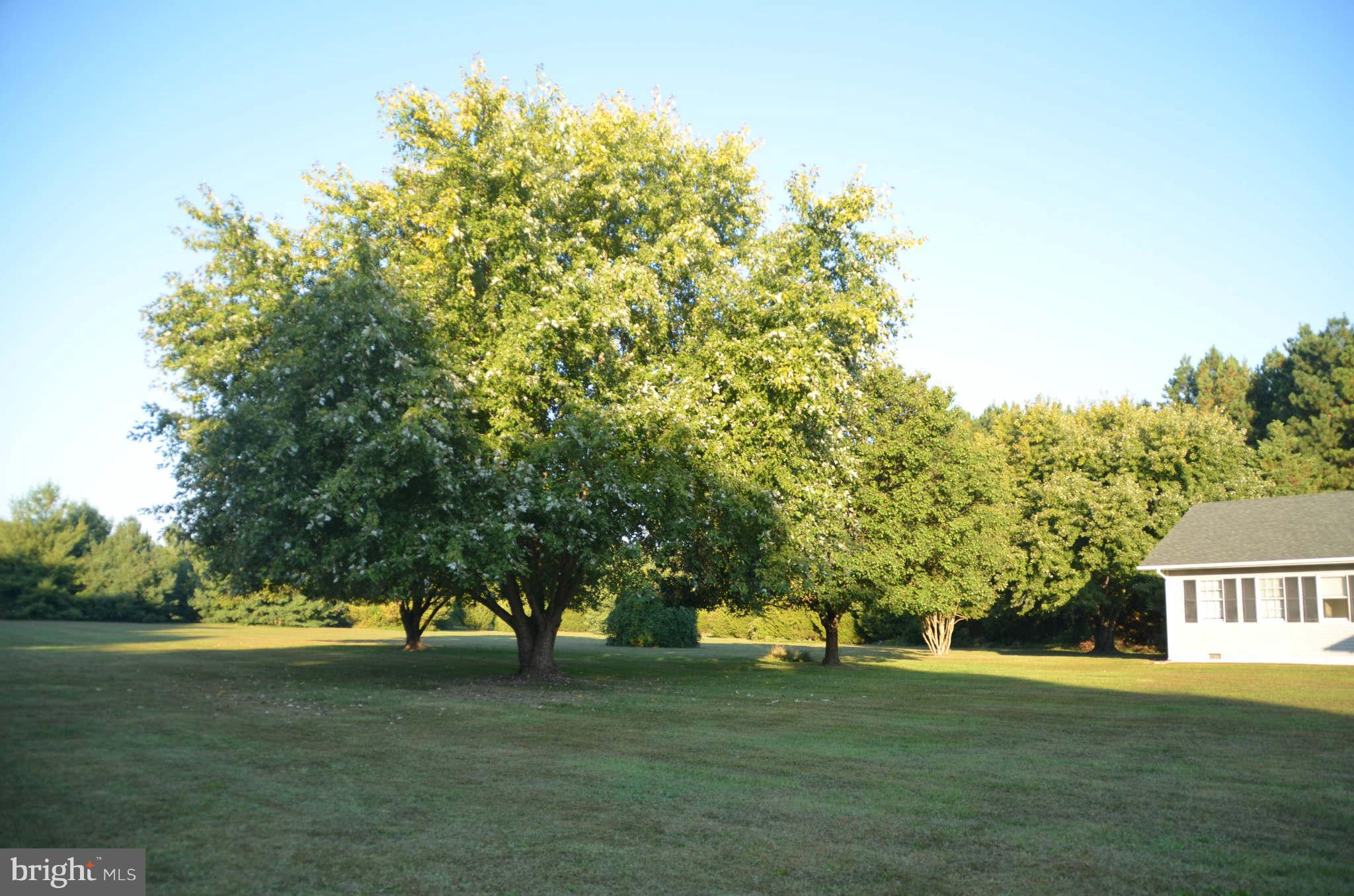 6922 Thorneton Road St. Michaels, MD 21663 - Photo 2 of 26 a big yard with large trees