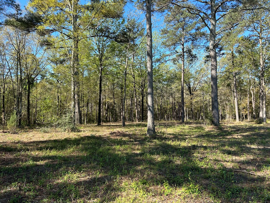 16.14-ac Lees Bridge Road Midland City, AL 36350 - Photo 19 of 28