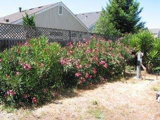 454 El Centro Way Santa Rosa, CA 95407 - Photo 3 of 4