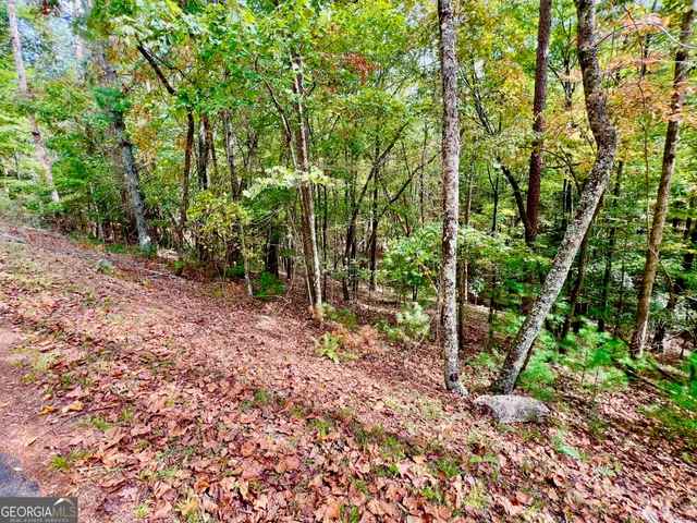 a view of a forest that has large trees