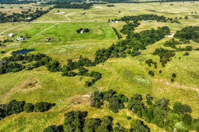 a view of a large trees with lots of trees
