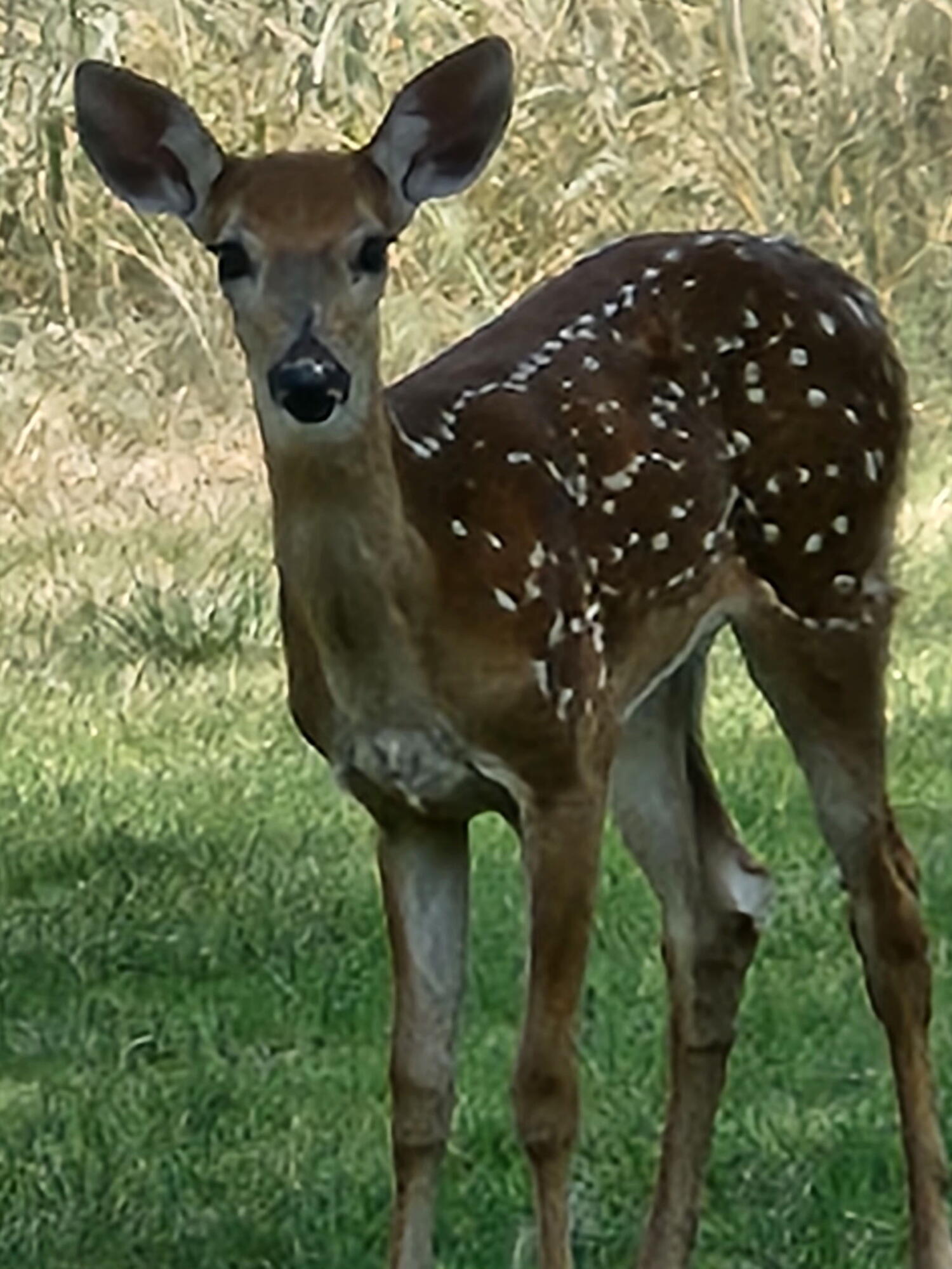 1 Squaw Lane Ransom Canyon, TX 79366 - Photo 72 of 74 3914761876783907327