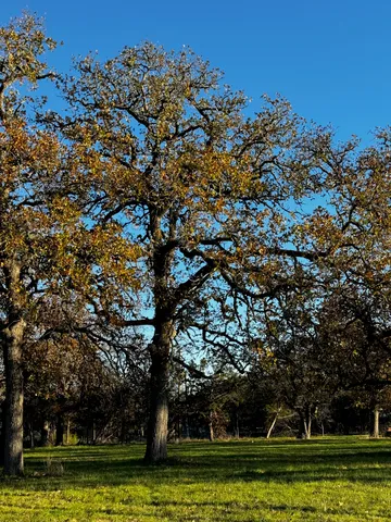 a view of a large green field with lots of trees in the background