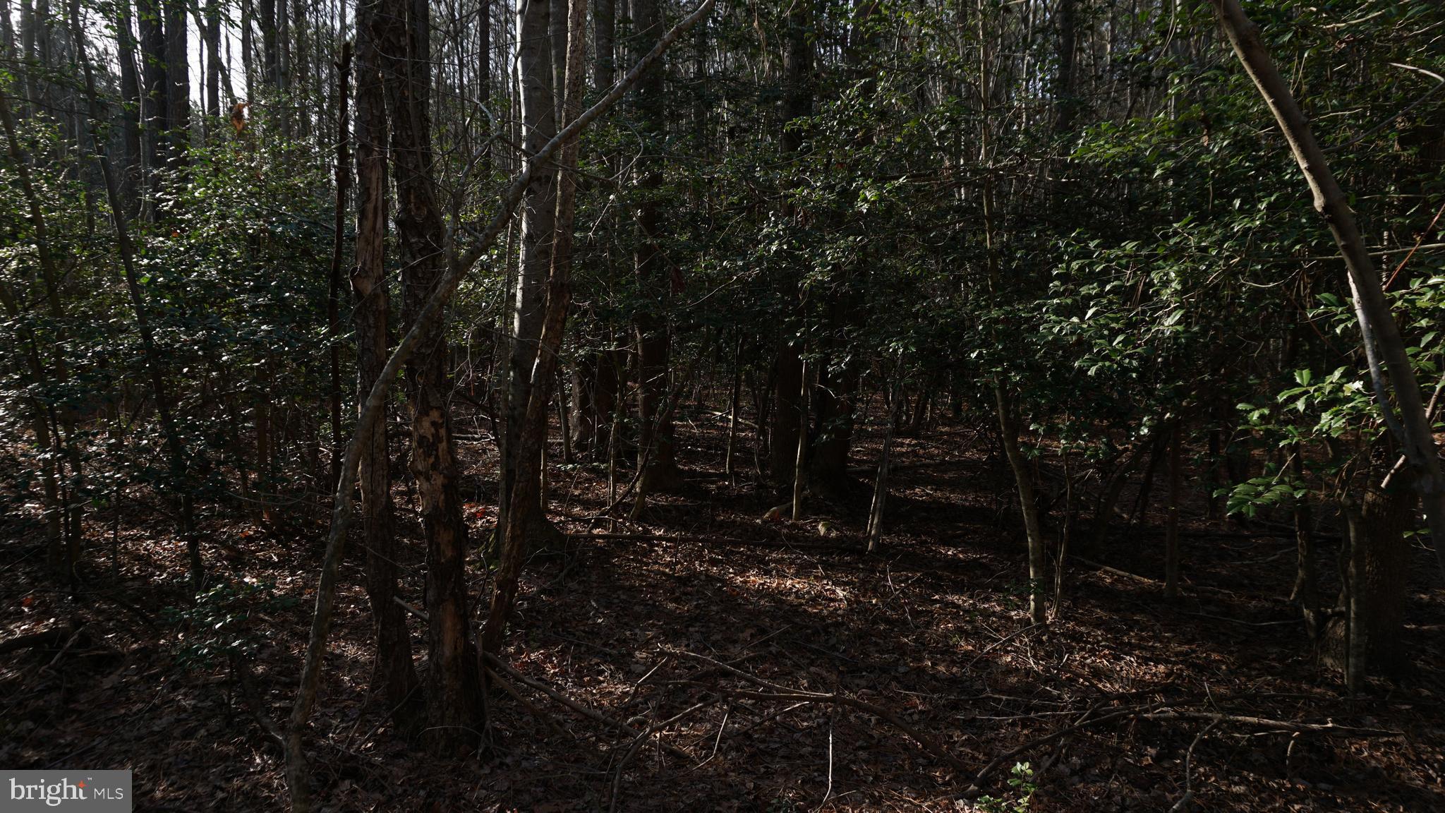 Shiloh Church Road Laurel, DE 19956 - Photo 6 of 8