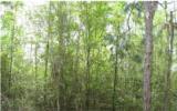0 Pratt Siding Road Callahan, FL 32011 - Photo 2 of 3 Gallery Image 2