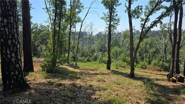 a view of outdoor space with trees