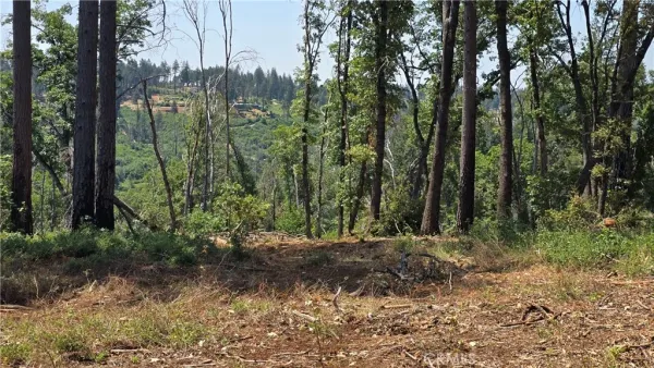 a view of a yard with large trees
