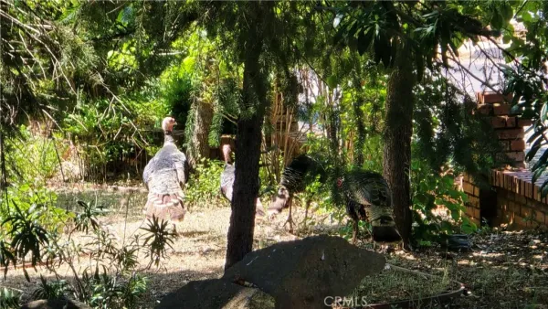 a view of a tree with a yard