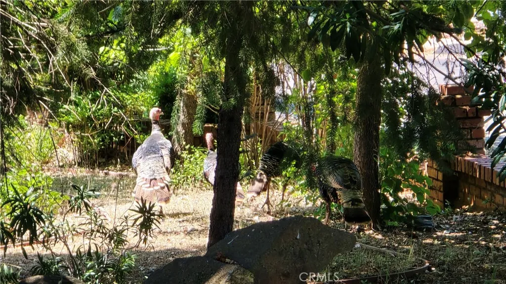 0 Adrian Magalia, CA 95954 - Photo 19 of 20 a view of a tree with a yard