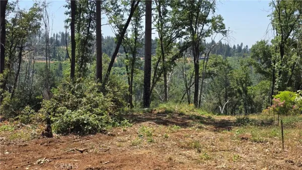 a view of forest