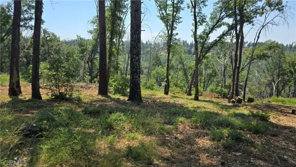 a view of a forest with trees