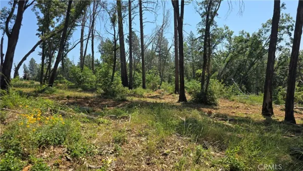 a view of a forest with trees