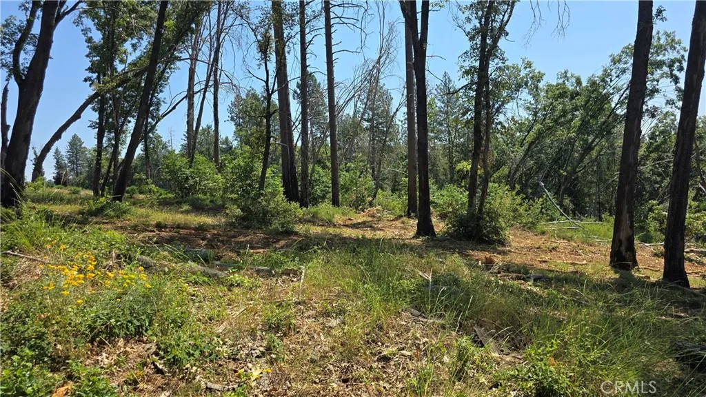 0 Adrian Magalia, CA 95954 - Photo 8 of 20 a view of a forest with trees