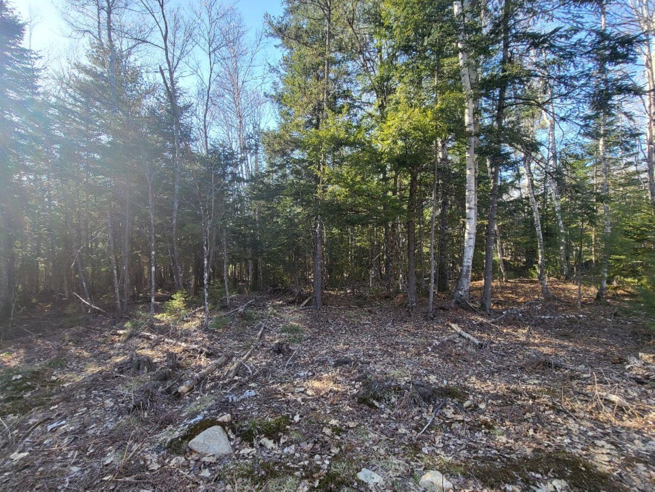 Lot 19 L15-3 Coburn Road Carthage, ME 04224 - Photo 6 of 14 20240422_170423_resized_result