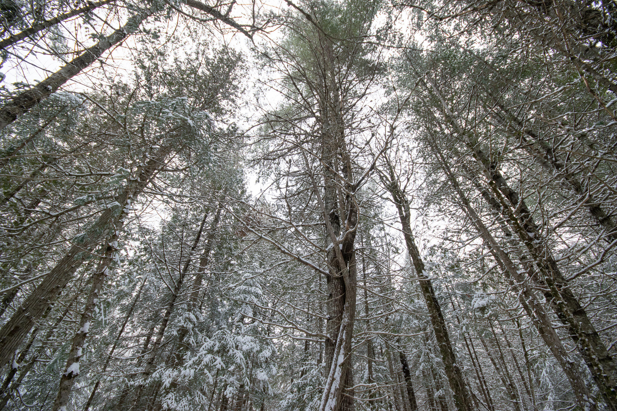 Lot 2-3 Millet Mallet Road Lincoln, ME 04457 - Photo 4 of 12 DSC_0027