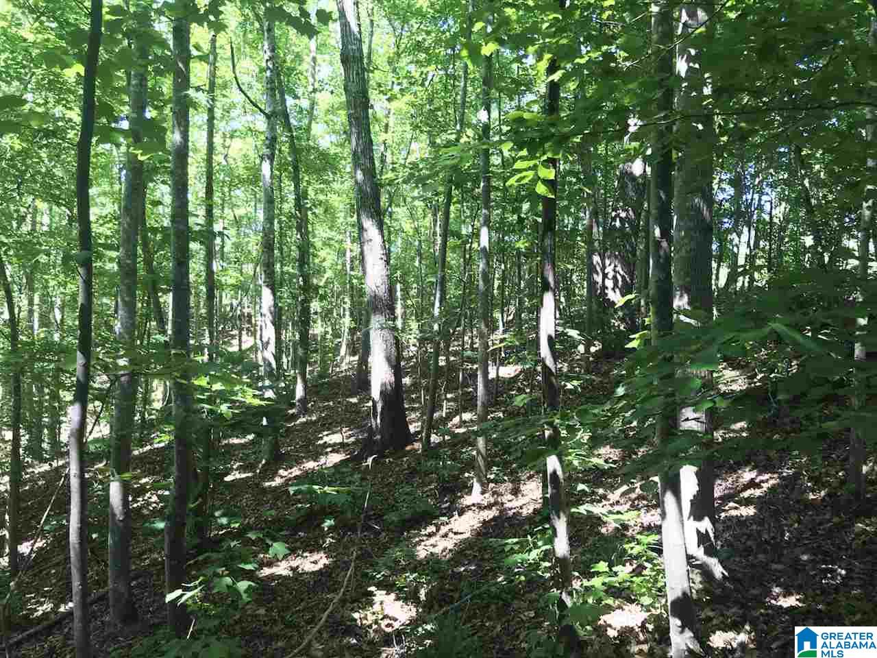 555 Cherokee Loop Oneonta, AL 35121 - Photo 5 of 12