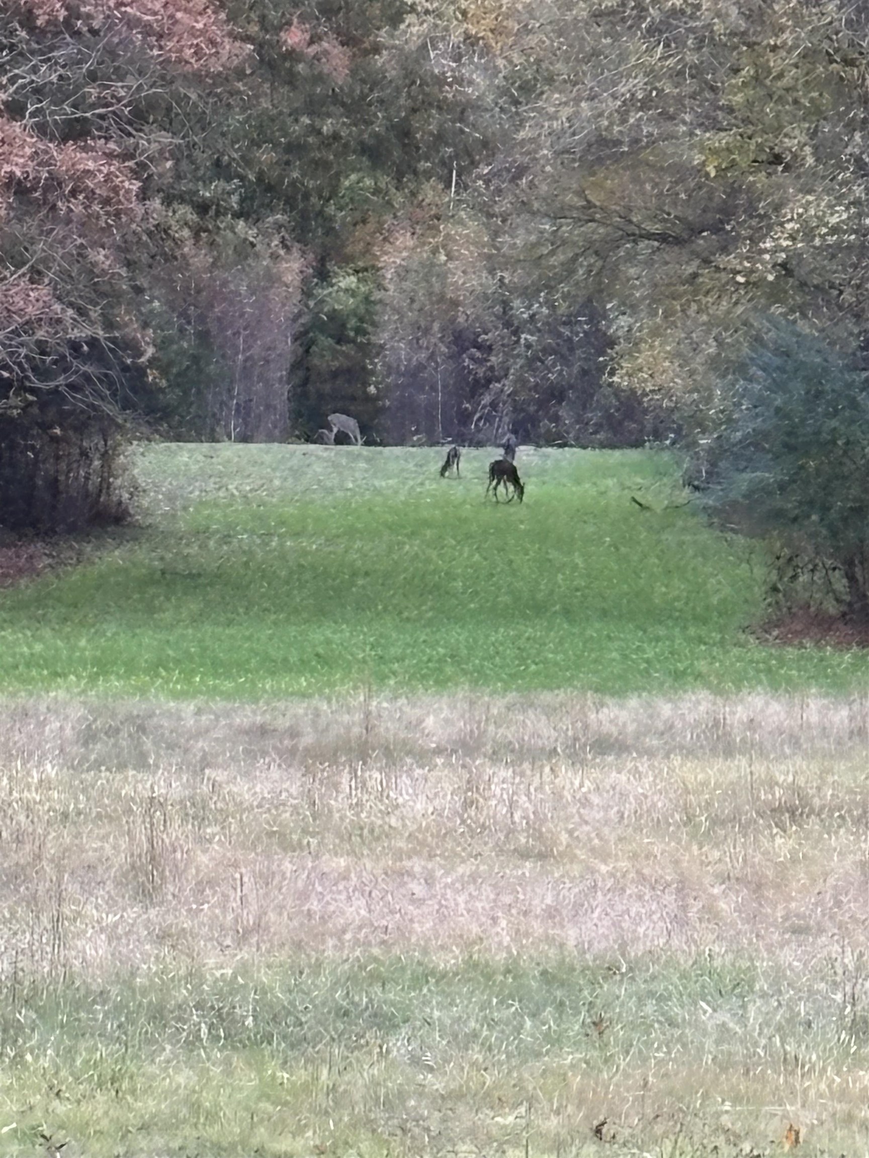 0 Old Brownsville Road Somerville, TN 38068 - Photo 15 of 16