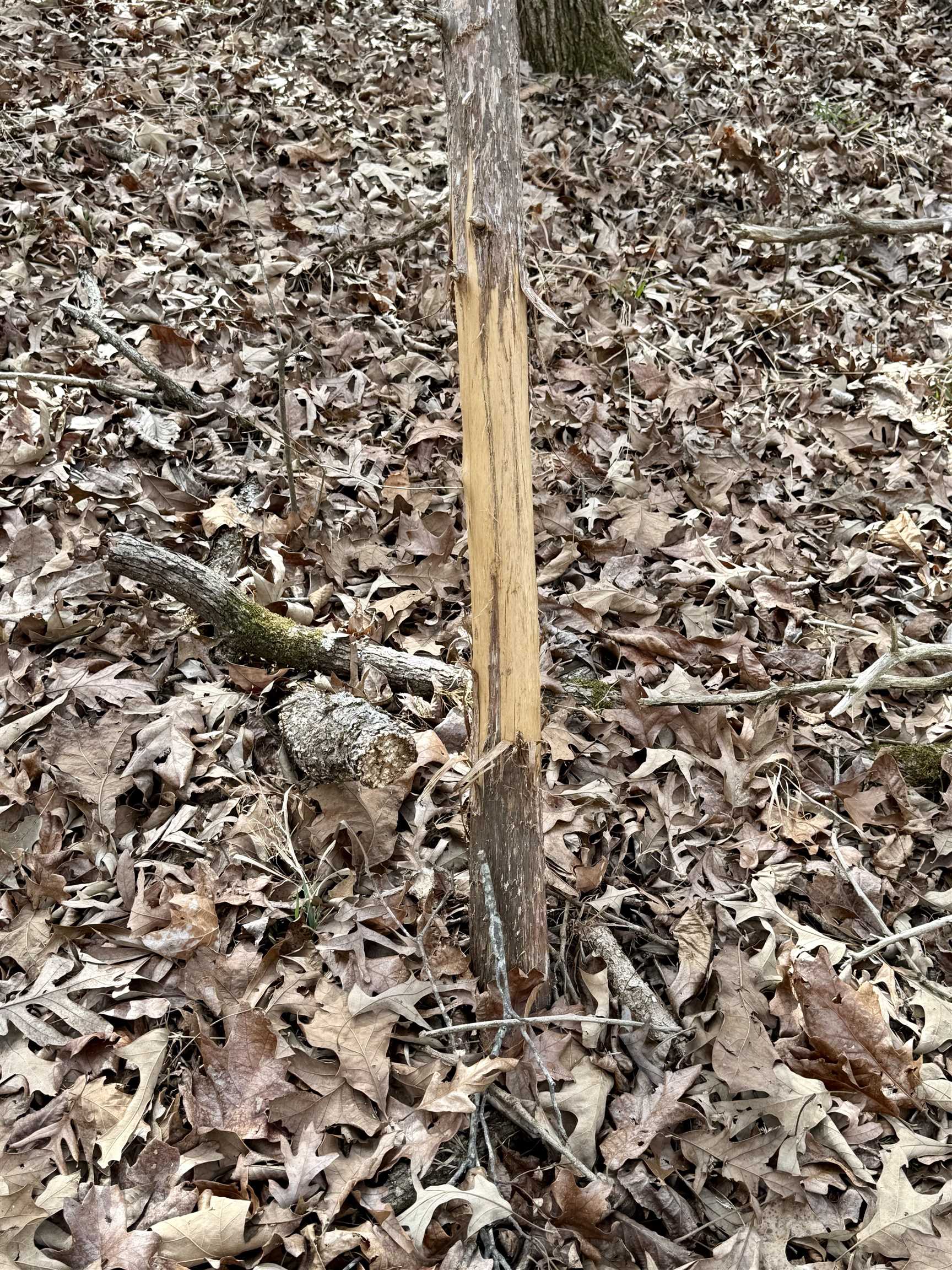 0 Old Brownsville Road Somerville, TN 38068 - Photo 15 of 40