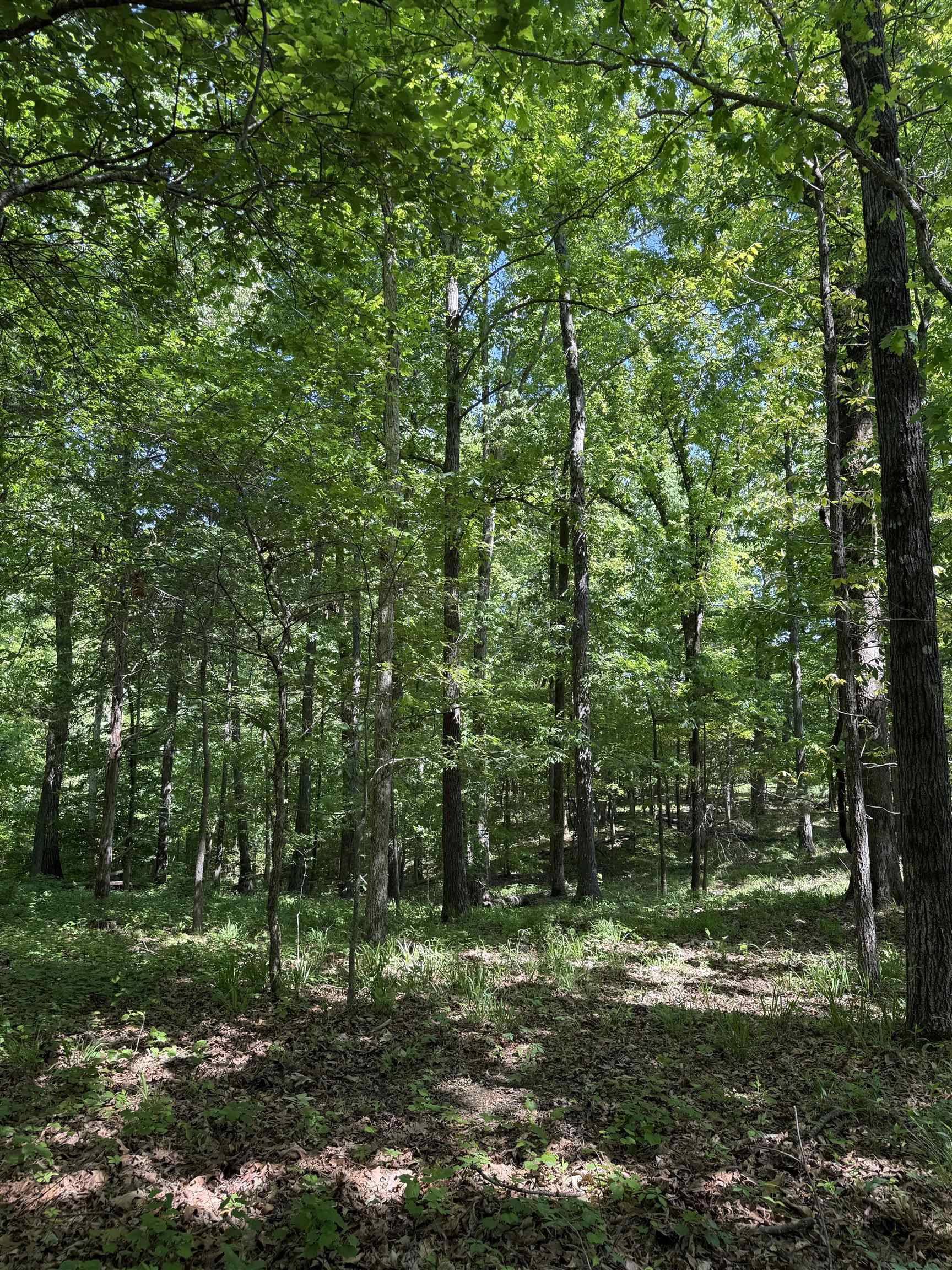 0 Old Brownsville Road Somerville, TN 38068 - Photo 16 of 40