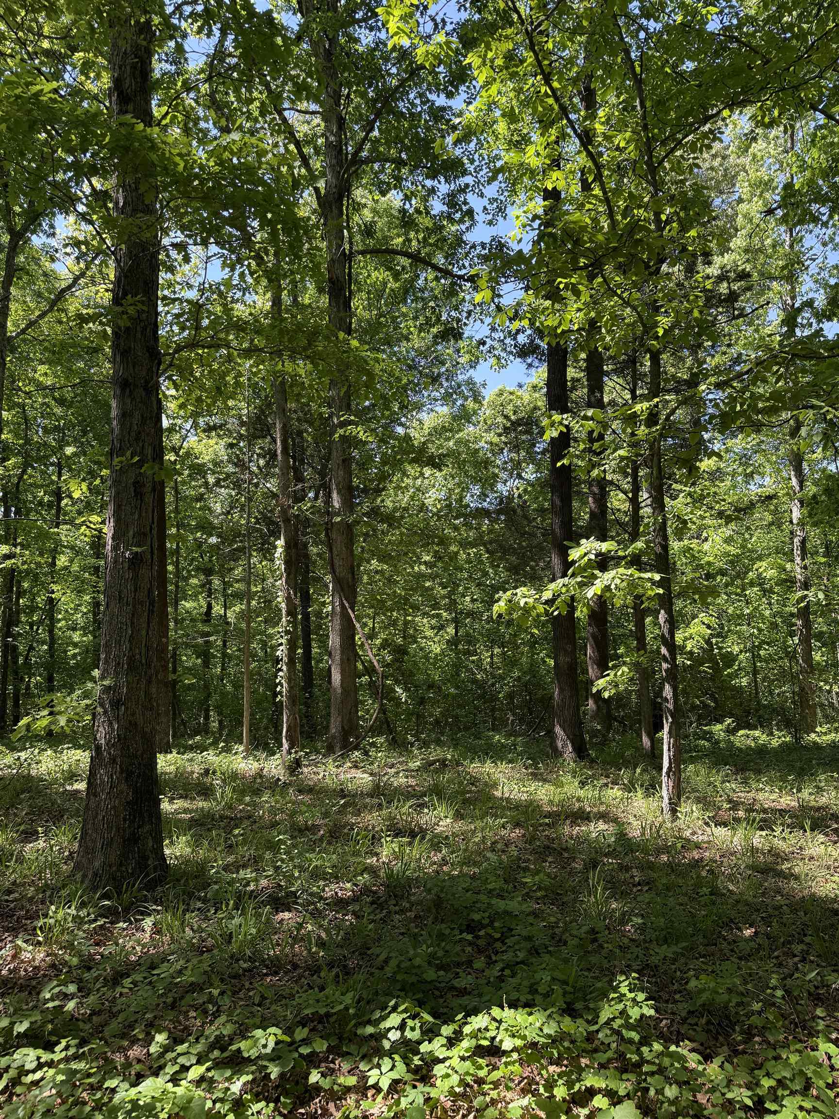 0 Old Brownsville Road Somerville, TN 38068 - Photo 17 of 40