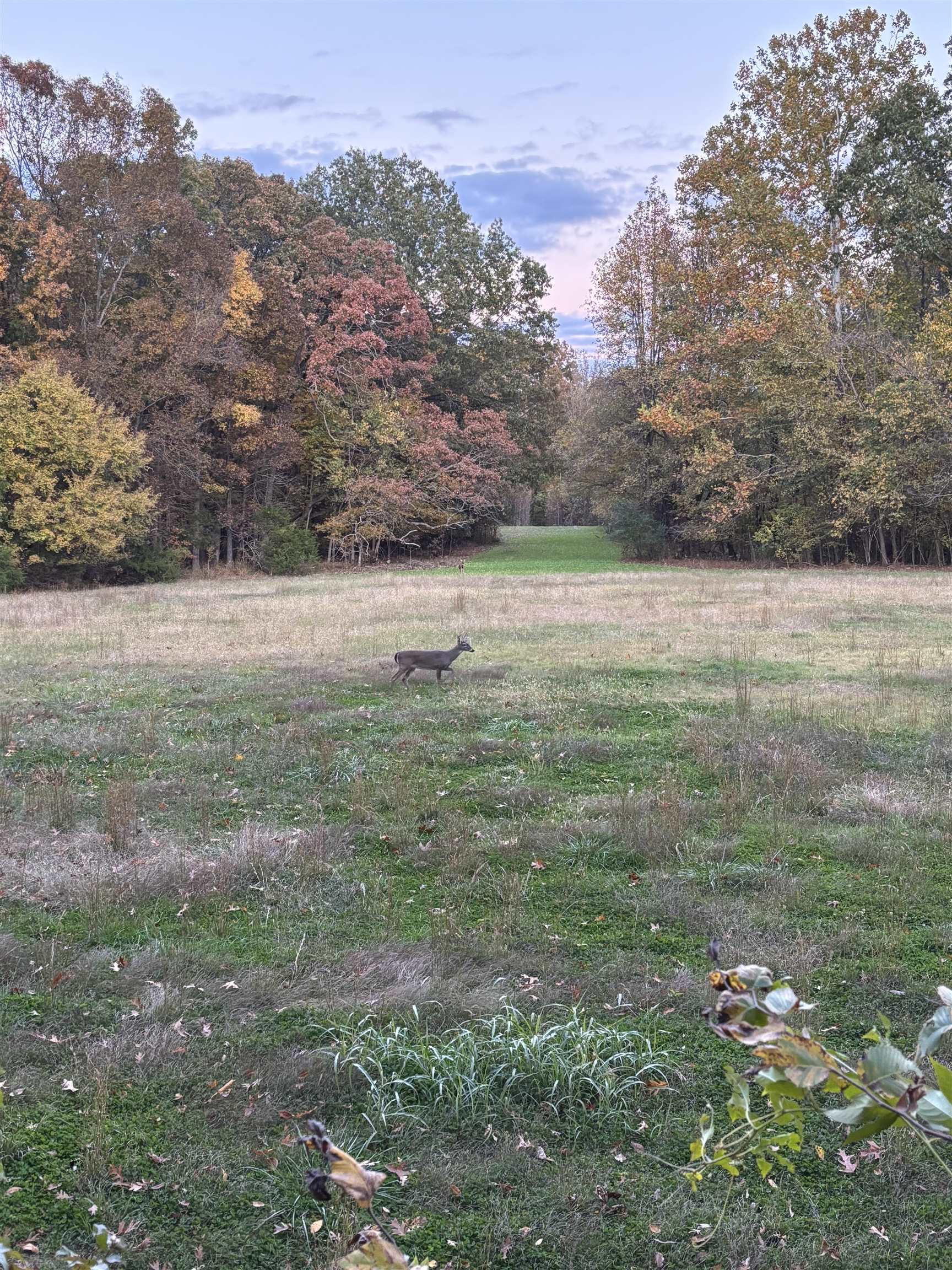 0 Old Brownsville Road Somerville, TN 38068 - Photo 19 of 40