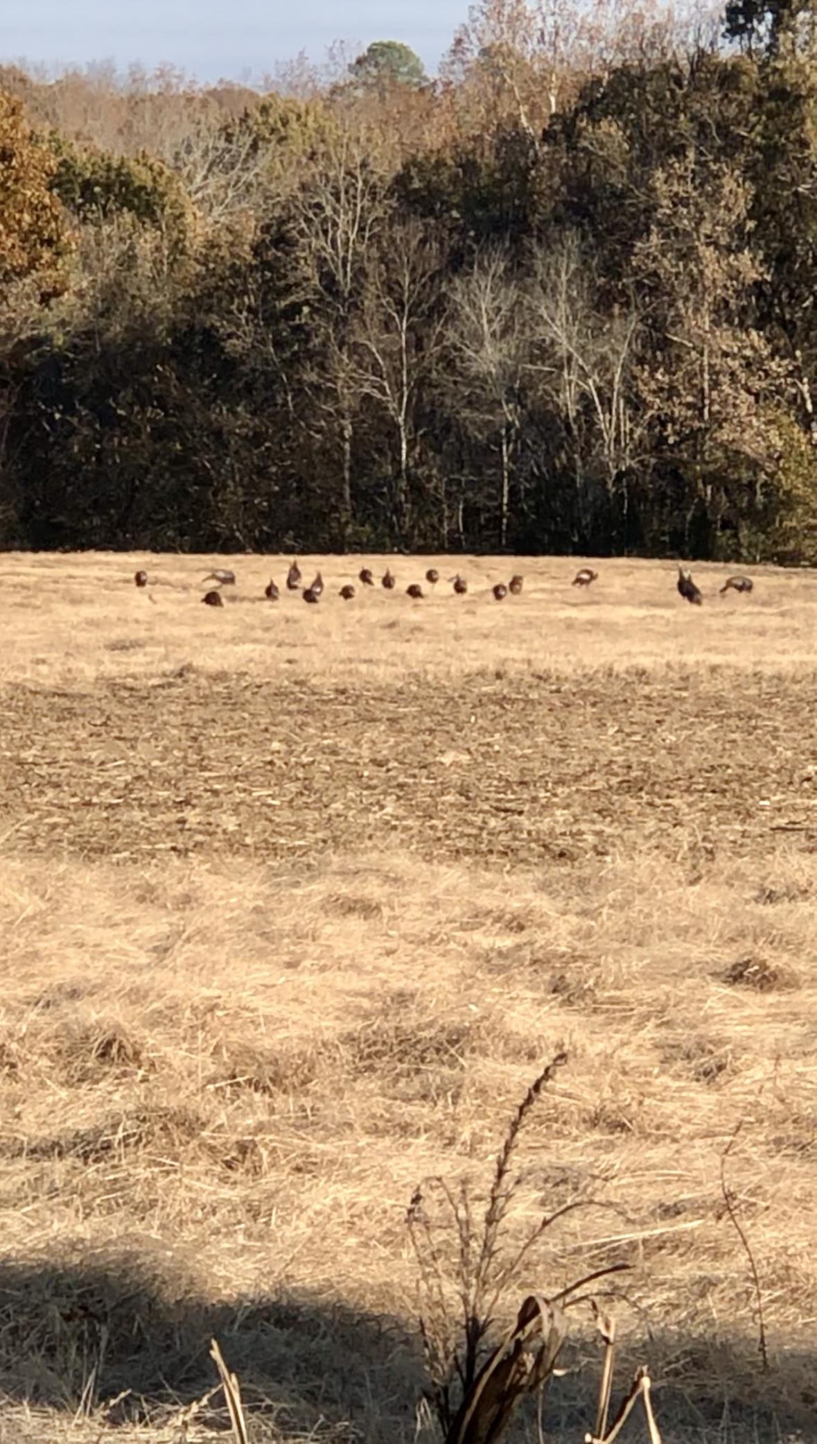 0 Old Brownsville Road Somerville, TN 38068 - Photo 3 of 16