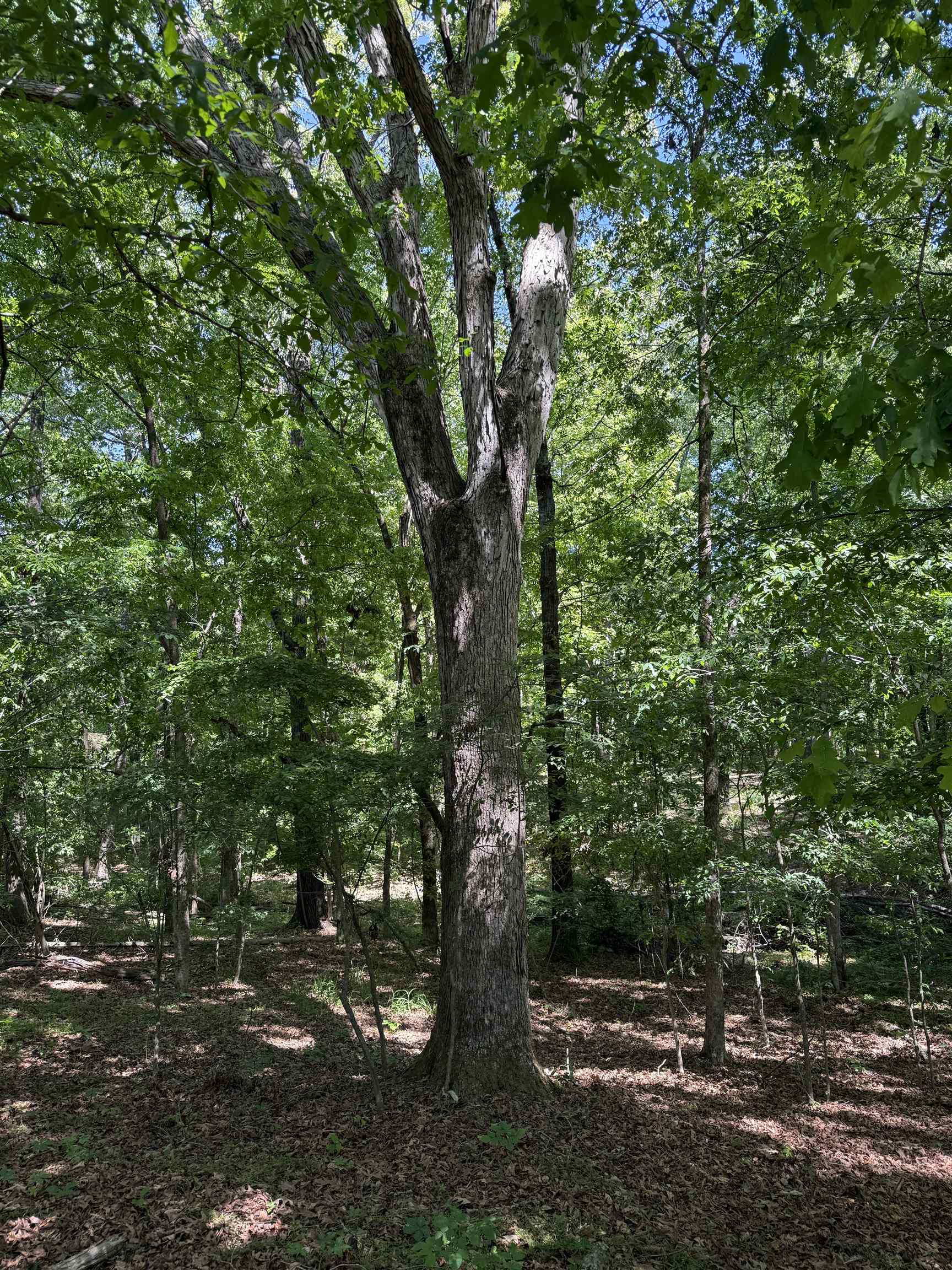 0 Old Brownsville Road Somerville, TN 38068 - Photo 34 of 40