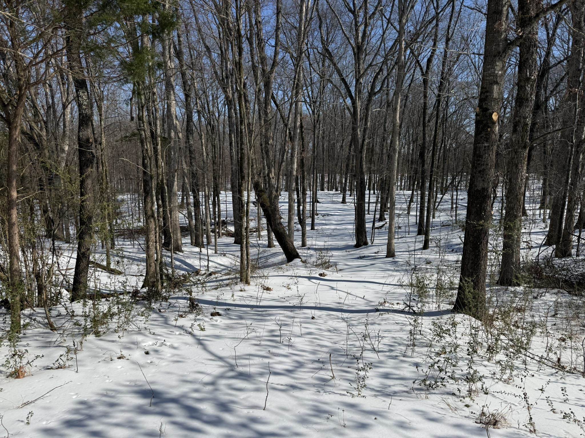 0 Old Brownsville Road Somerville, TN 38068 - Photo 5 of 16