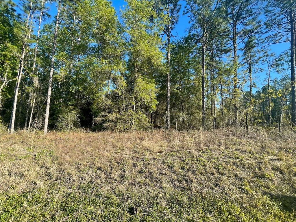 61 Southwest 61st Place Road Ocala, FL 34481 - Photo 1 of 1 Gallery Image 1