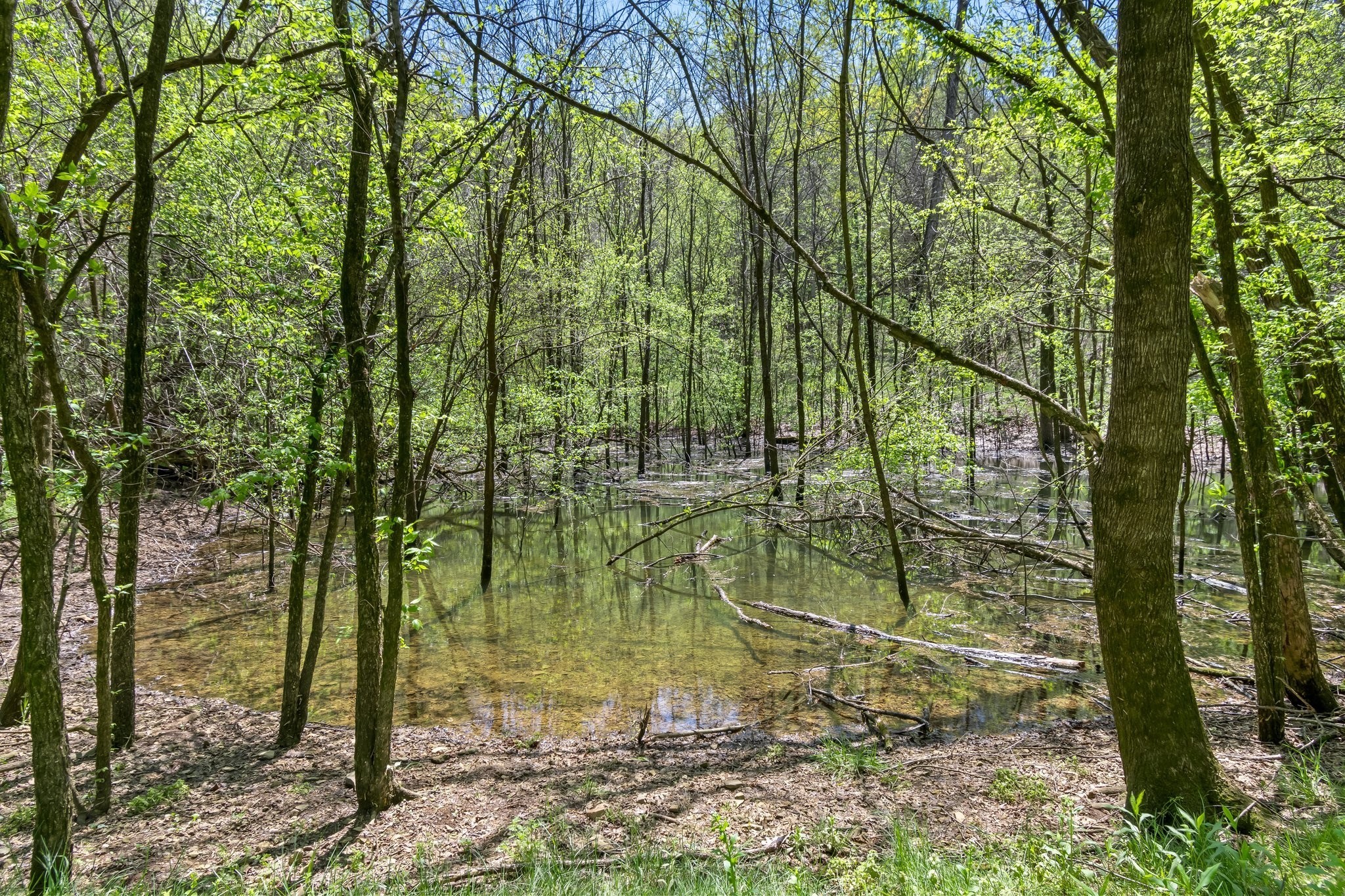 2819 Yell Road Lewisburg, TN 37091 - Photo 24 of 46 a backyard of a house with lots of green space