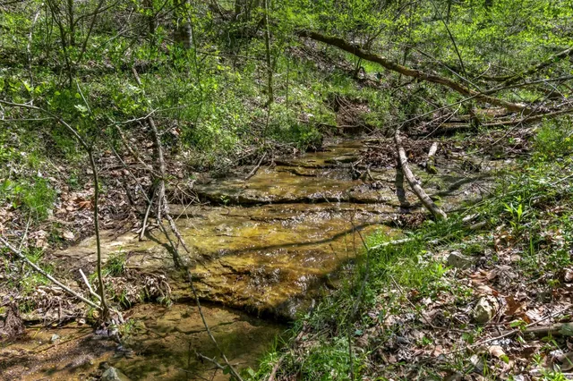 a view of a yard with plants and large trees