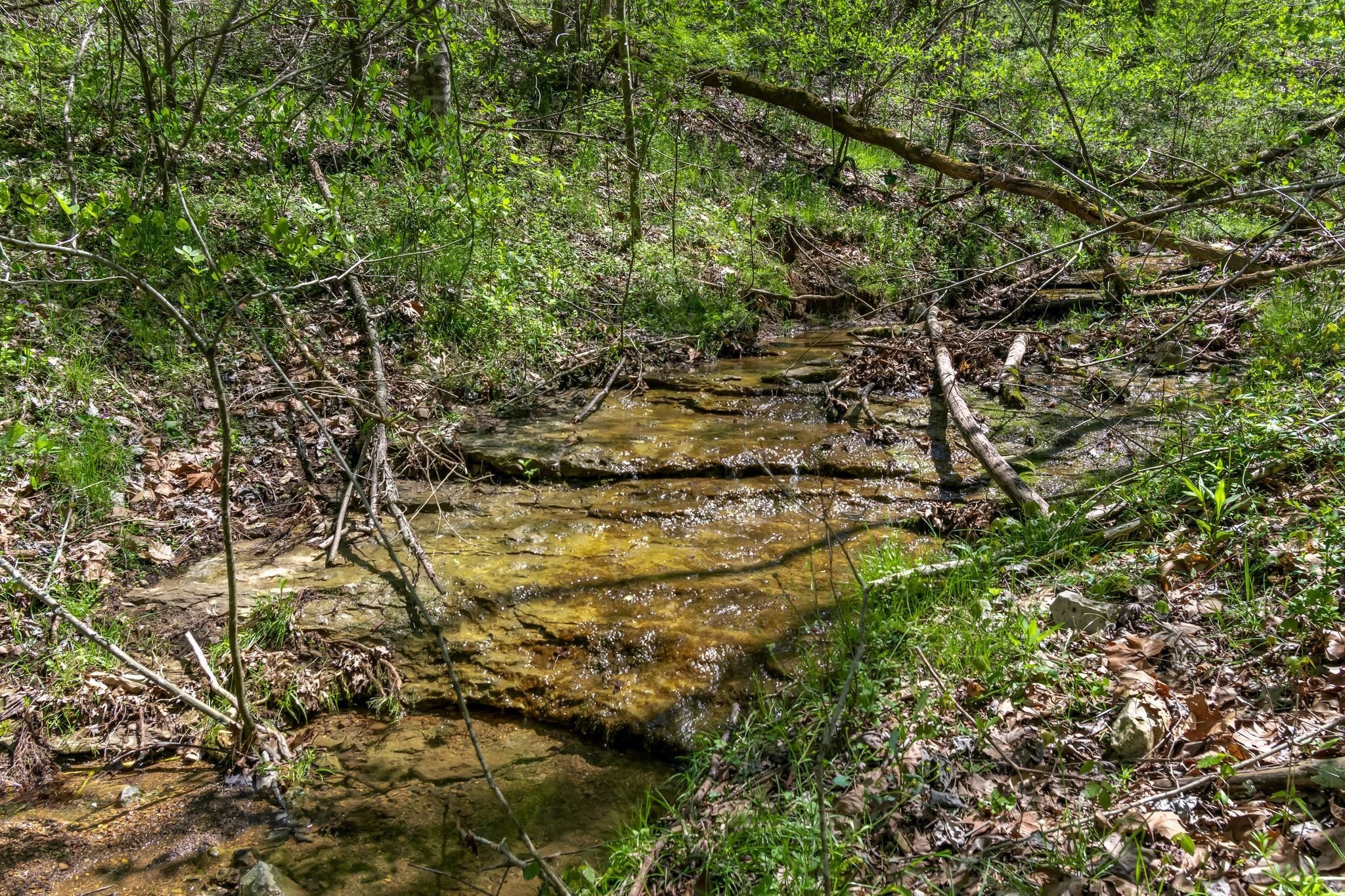 2819 Yell Road Lewisburg, TN 37091 - Photo 25 of 46 a view of a yard with plants and large trees
