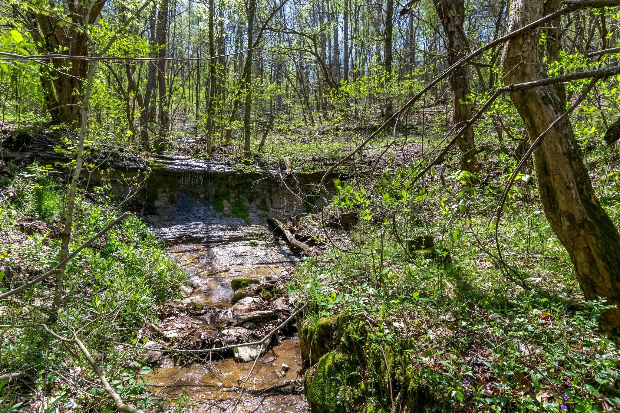 2819 Yell Road Lewisburg, TN 37091 - Photo 27 of 46 a backyard of a house with lots of plants and trees