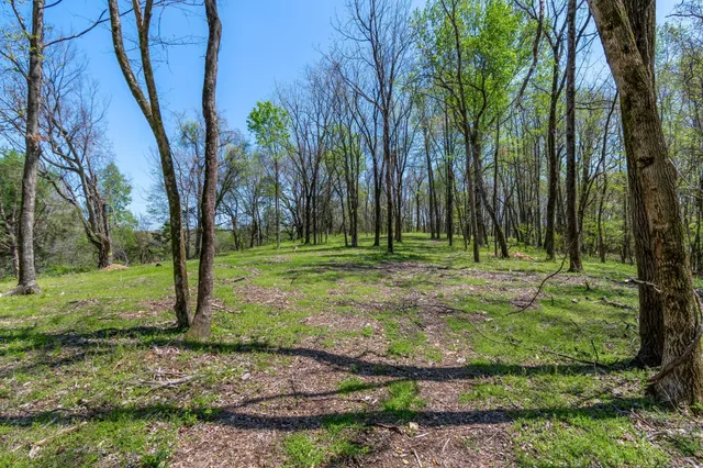 a view of a park with large trees