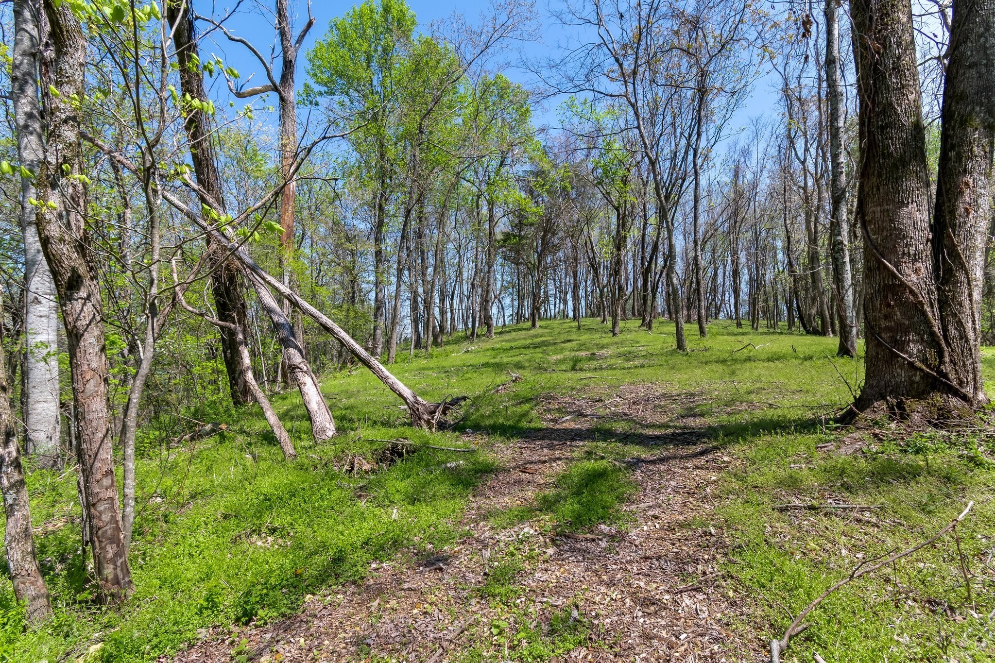 2819 Yell Road Lewisburg, TN 37091 - Photo 32 of 46 a view of a park with a tree