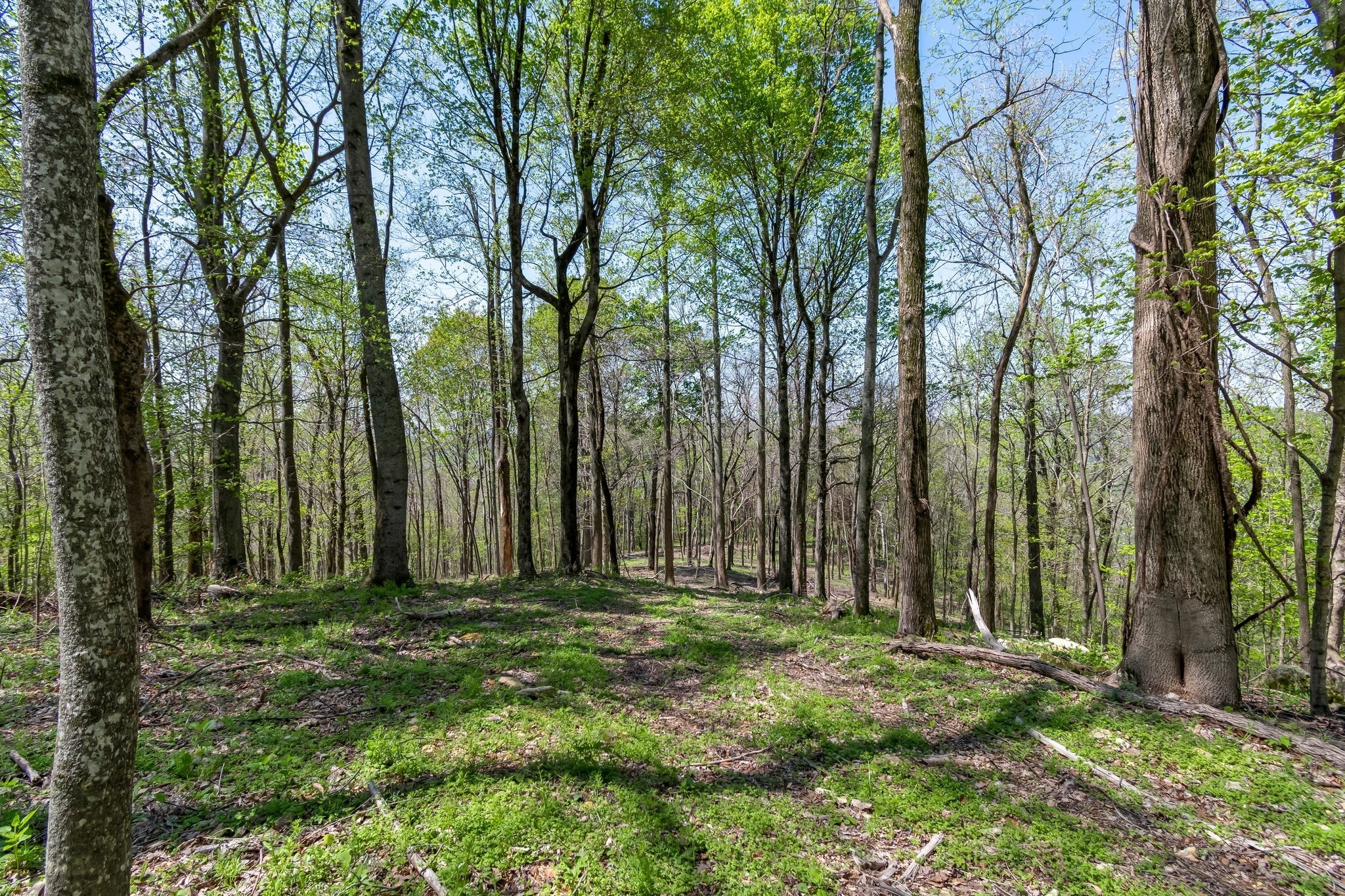 2819 Yell Road Lewisburg, TN 37091 - Photo 35 of 46 a view of outdoor space with deck and tree