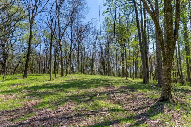 a big yard with lots of green space and trees