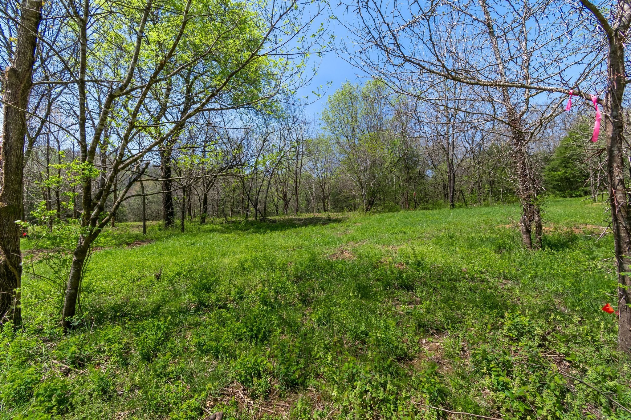 2819 Yell Road Lewisburg, TN 37091 - Photo 4 of 46 a view of a field with a tree