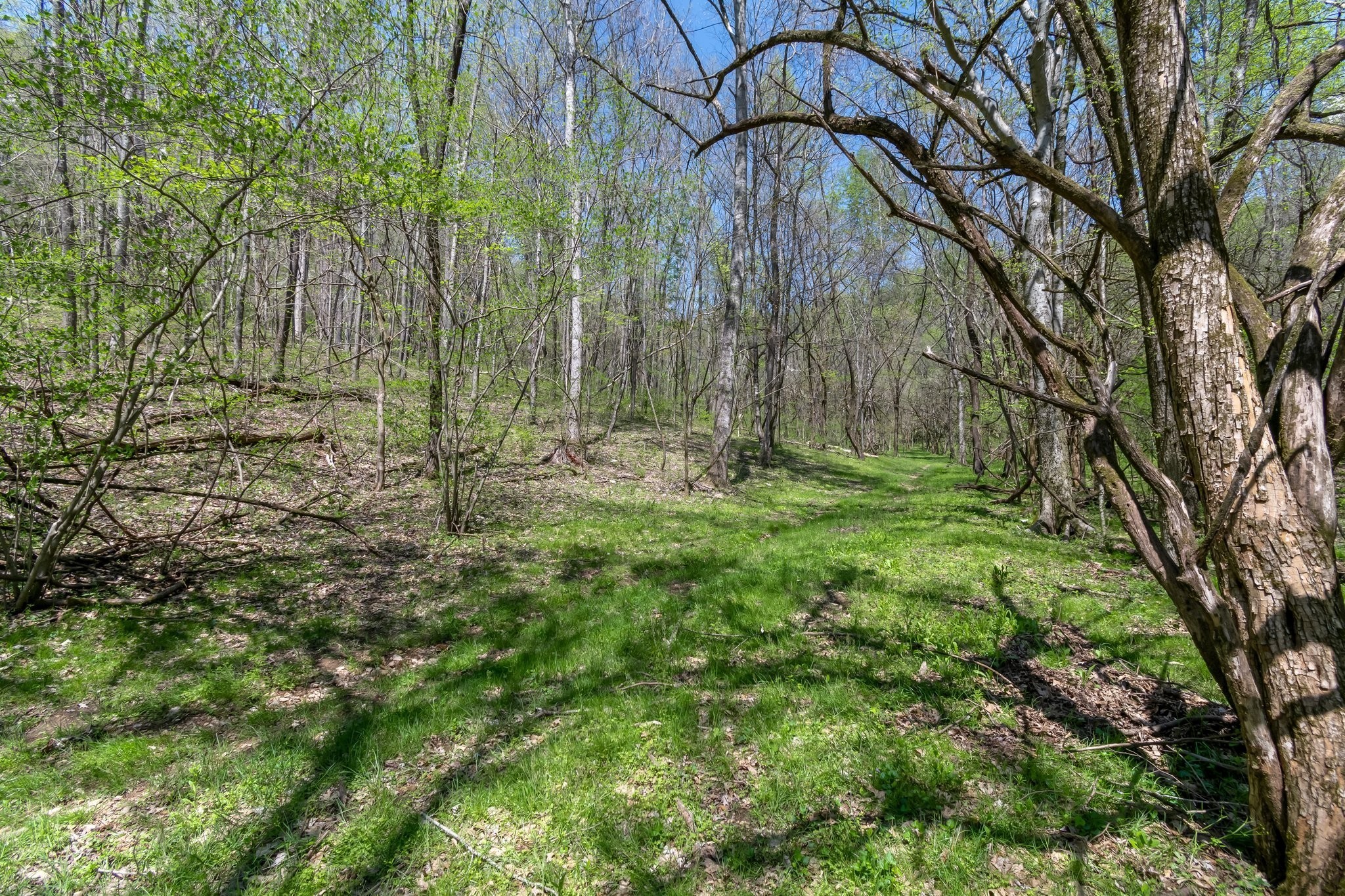 2819 Yell Road Lewisburg, TN 37091 - Photo 43 of 46 a backyard of a house with lots of green space