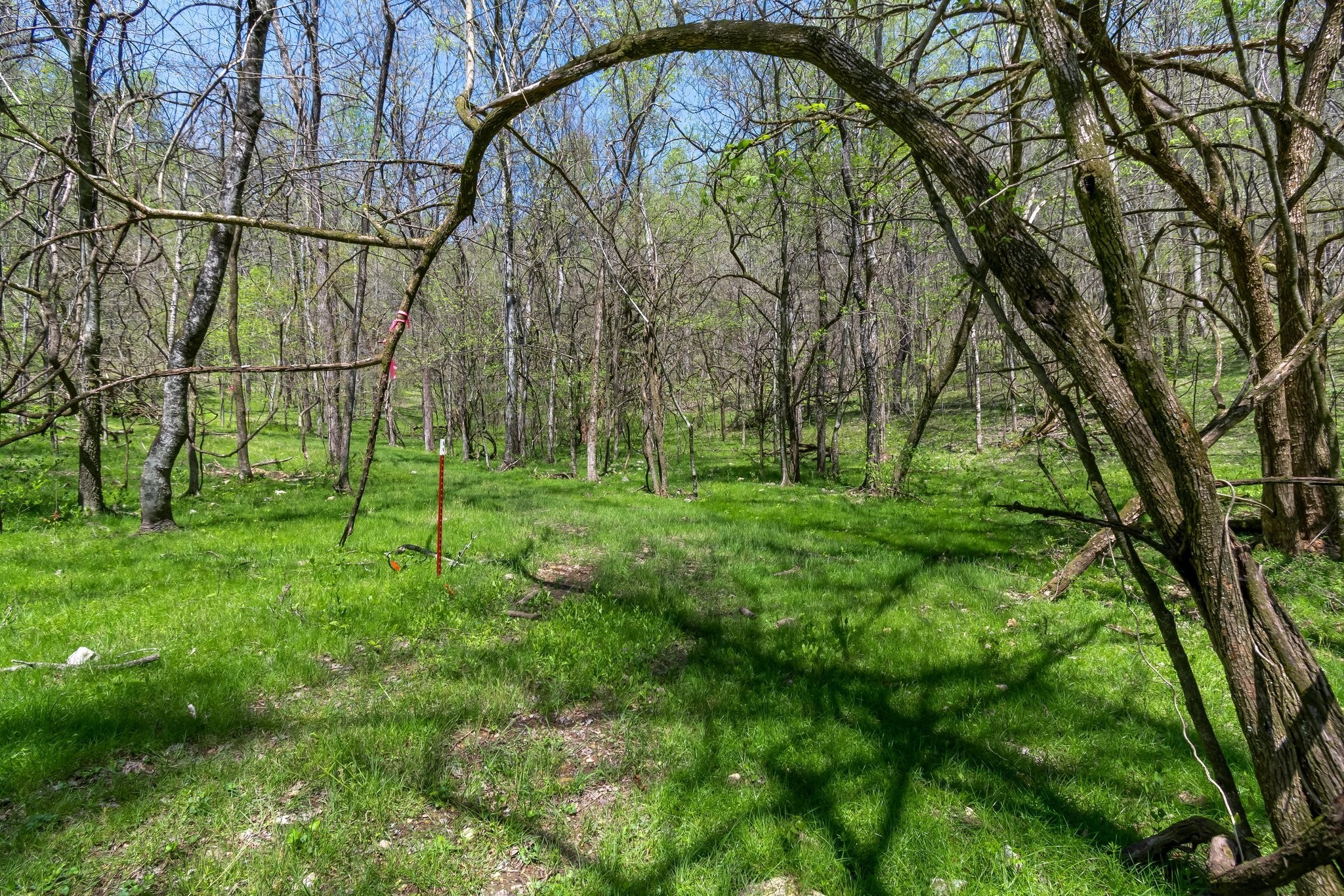 2819 Yell Road Lewisburg, TN 37091 - Photo 44 of 46 a backyard of a house with lots of green space