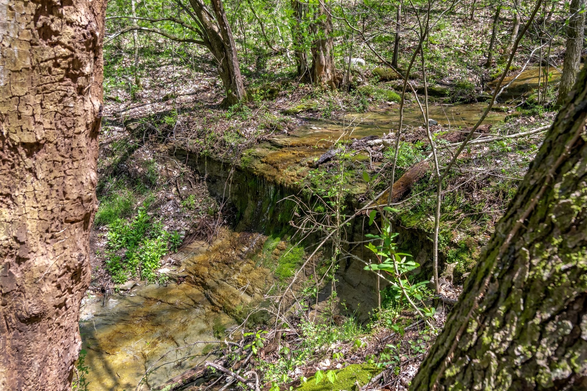 2819 Yell Road Lewisburg, TN 37091 - Photo 7 of 46 a view of a tree in a yard