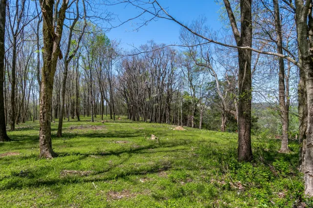 a view of a park with a tree in the background