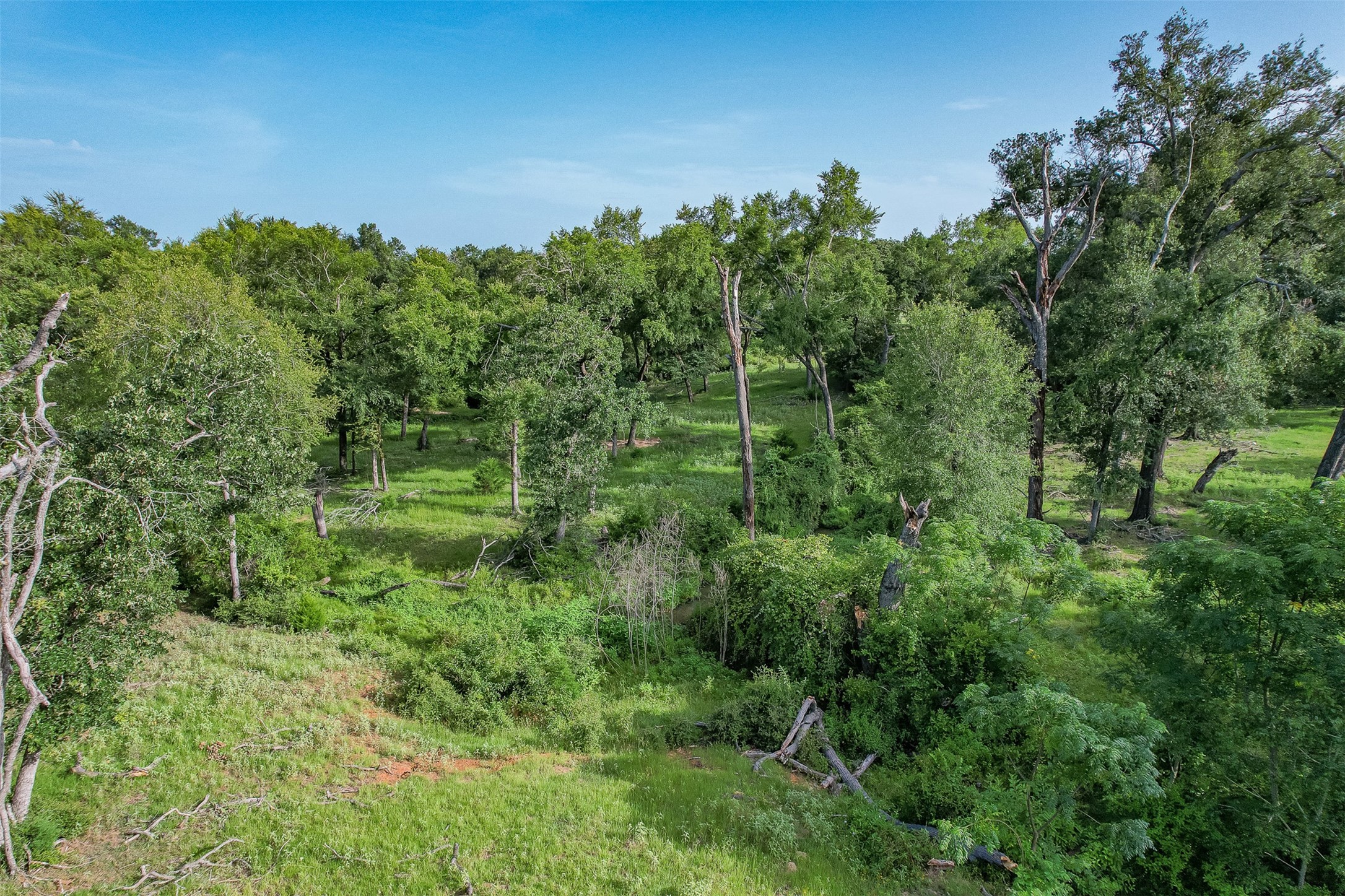 Tbd Red Rock Road Franklin, TX 77856 - Photo 12 of 19 a view of a lush green forest